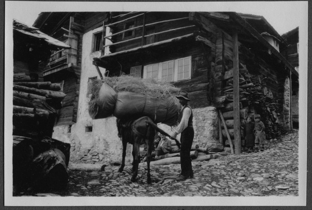 Contadino con un mulo nel nucleo di Leukerbad
