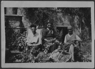 Tre persone mentre sfogliano il tiglio per farne del the