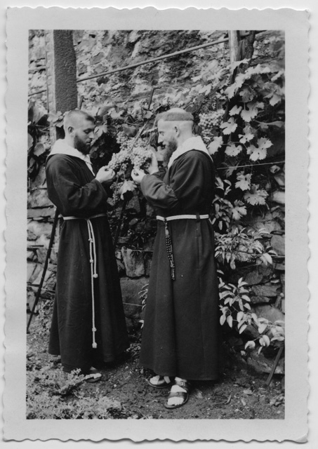 Fra' Clemente e Padre Angelico osservano dei grappoli d'uva