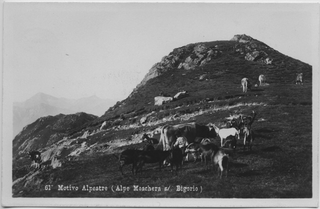 Cartolina dell'Alpe Moschera