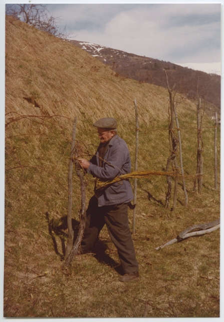 Massimo Lepori ritratto mentre lega la vigna