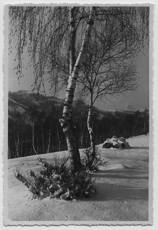 Ritratto di una betulla nella neve