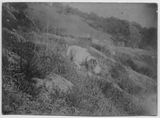 Cane della famiglia Rossi