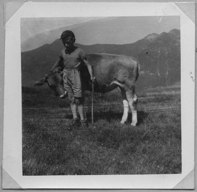Elio Fumasoli con un vitello a Gola di Lago