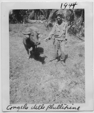 Angelo Rossini in posa con un bue