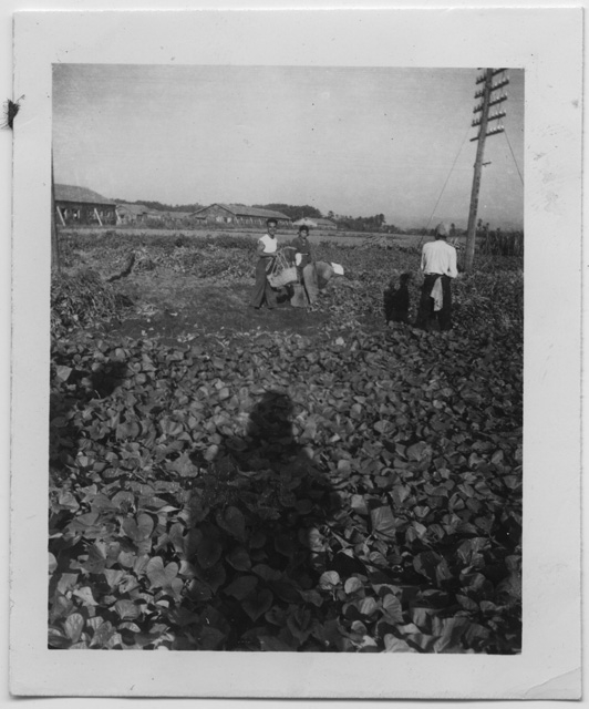 Coltivazioni nelle Filippine