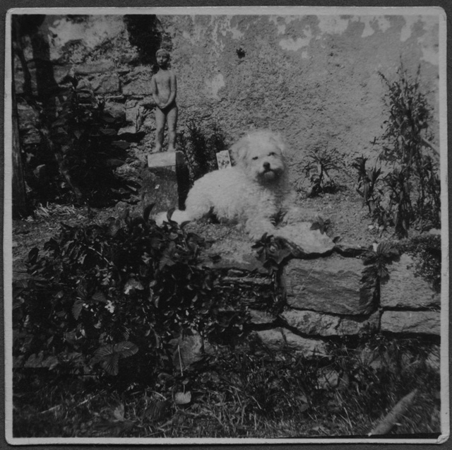 Cane della famiglia di Mario Bernasconi in giardino