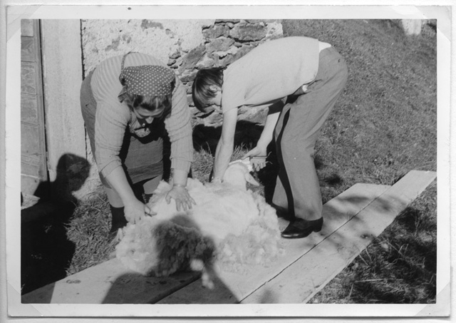 Agnese e Helios Gianini mentre tosano una pecora a Piazza