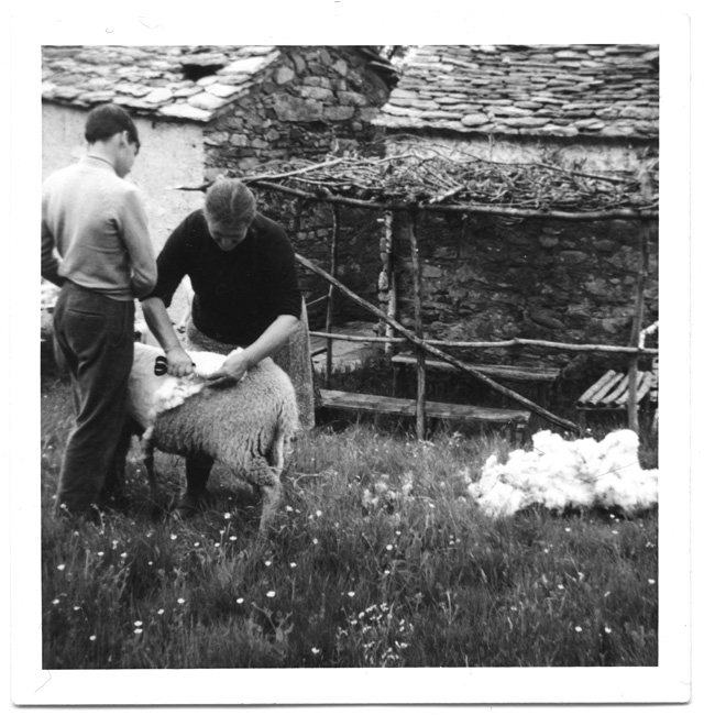Brunello e Emma Storni mentre tosano una pecora ai monti di Sciss