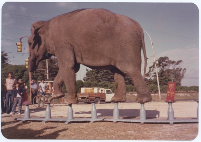 Circo a Mar del Plata