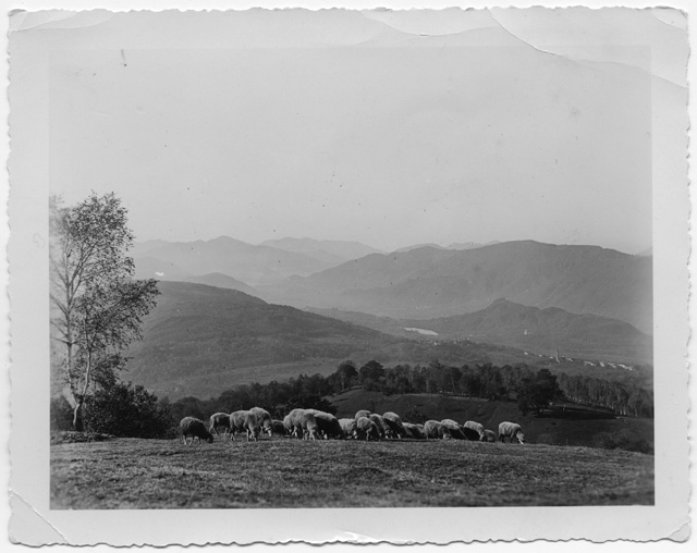 Gregge di pecore alla Brughera