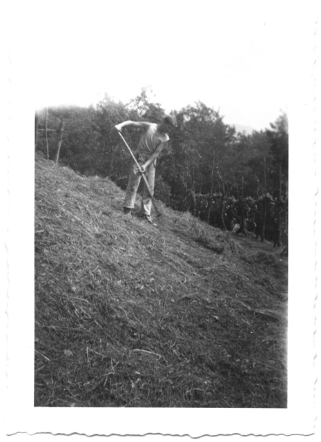 Mario Pietra durante la fienagione a Comano