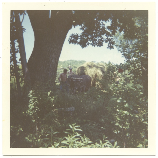 Fienagione alle Pasture Genovesi a Comano