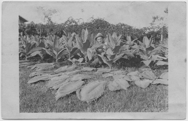 Raccolta delle foglie di tabacco in località Grumentale a Comano