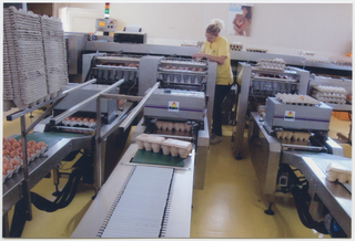 Interni dello stabilimento avicolo "Al Formicaio" a Ponte Capriasca