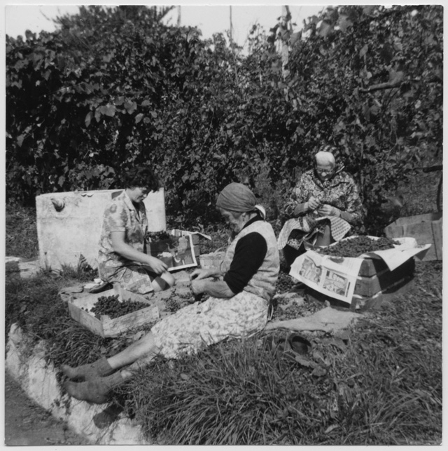 Cernita dell'uva durante la vendemmia a Comano