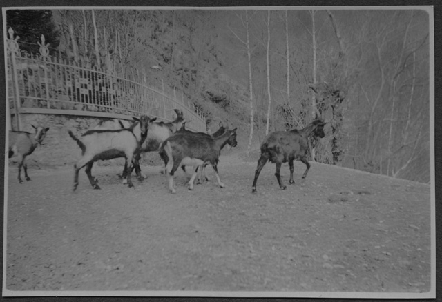 Capre nella strada che conduce al Convento di Bigorio