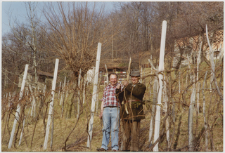 Uomini mentre curano la vigna a Sonvico