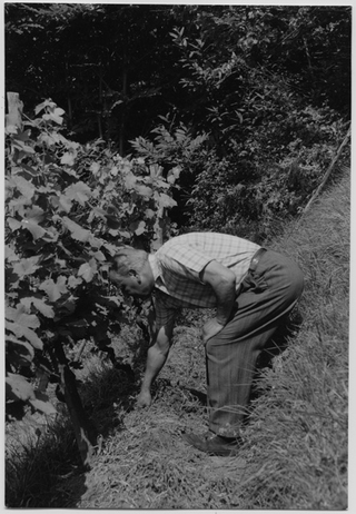 Gino Gioia in un vigneto a Ponte Capriasca