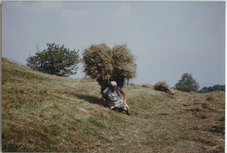 Piera Storni fa fieno ai Monti di Condra