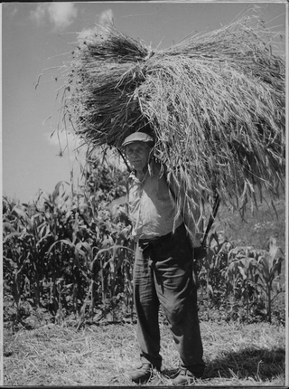 Tranquillo Mini in posa con un carico di fieno a Roveredo