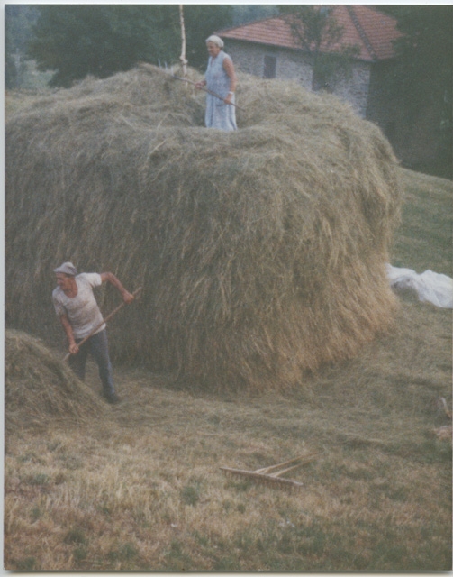 Plinio e Piera Storni fanno fieno ai Monti di Condra
