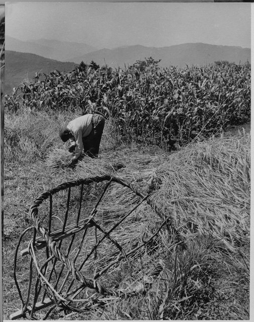 Raccolta del granoturco e della segale a Roveredo