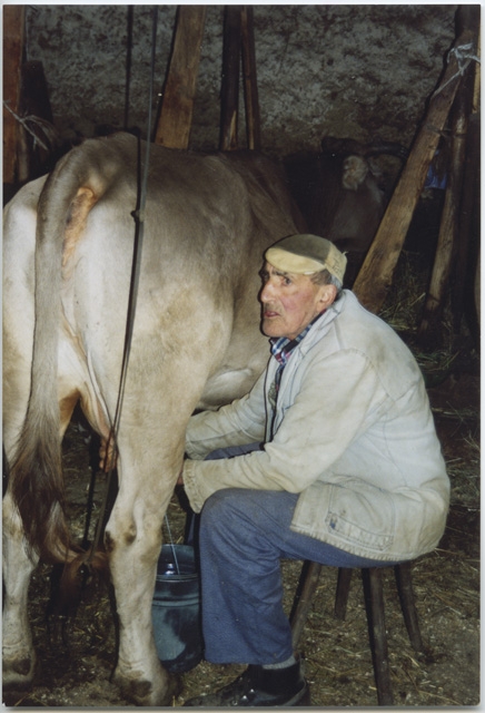 Plinio Storni mentre munge una mucca ai Monti di Condra