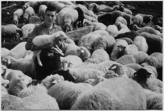 Ragazzo con gregge di pecore