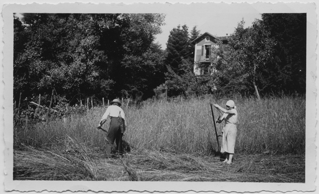 Serafino e Anita Storni durante la fienagione a Biolda