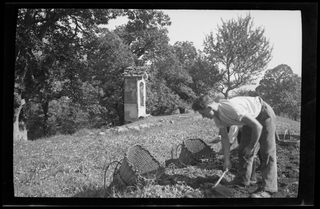 Uomini che cavano patate