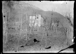 Veduta di un vigneto a (?)