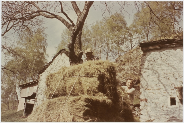 Uomini che raccolgono del fieno a Cagiallo