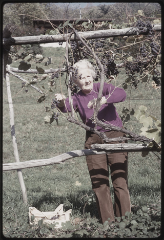 Donna che cura la vigna a Bigorio