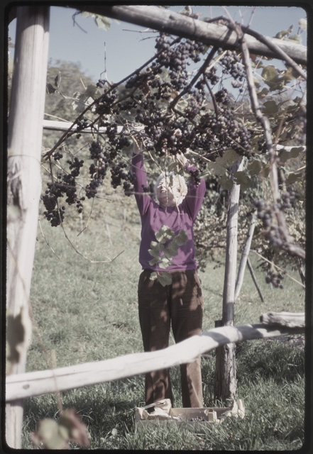 Donna che cura la vigna a Bigorio