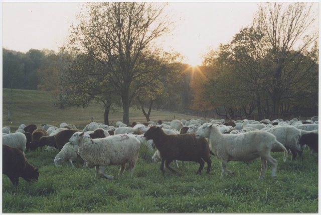 Transumanza delle pecore a Tesserete