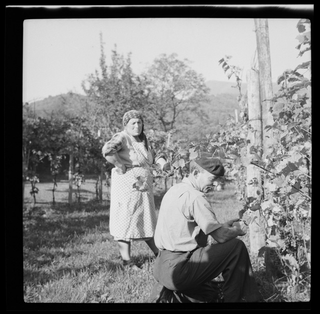 Coppia tra i filari della vigna a Cagiallo