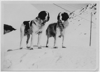 Cani San Bernardo sulla neve