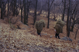 Coppia mentre trasporta un carico di fieno ai monti dei Nobili
