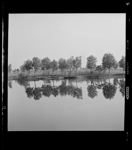 Alberi sulle sponde di un lago