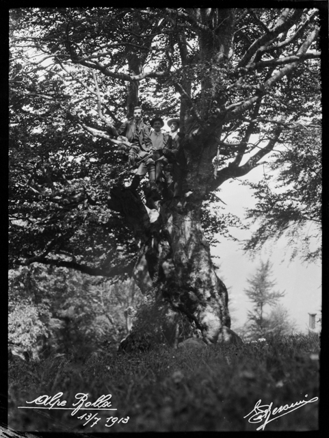 Tre uomini arrampicati su di un albero all'alpe Bolla