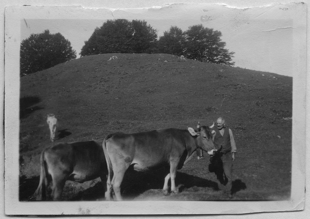 Uomo in un prato con mucche all'alpe Bolla