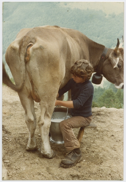 Rudi Canonica mentre munge una mucca all'alpe Matro