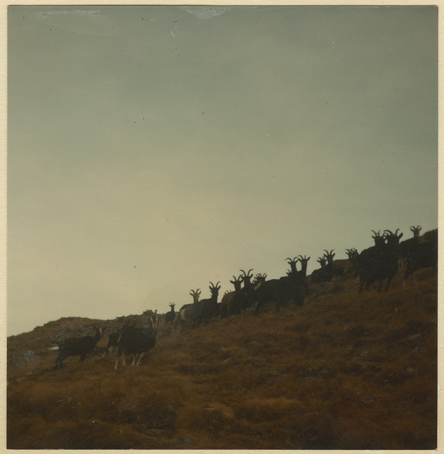 Capre alla Moschèra