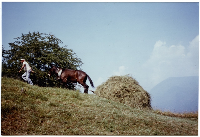 Cavallo che trascina il fieno ai Monti di Condra