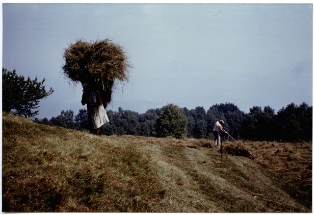 Piera Storni con un cargansc di fieno nel prato ai Monti di Condra