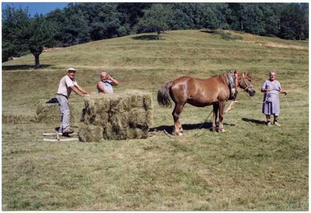 Trasporto di fieno sulla slitta ai Monti di Condra
