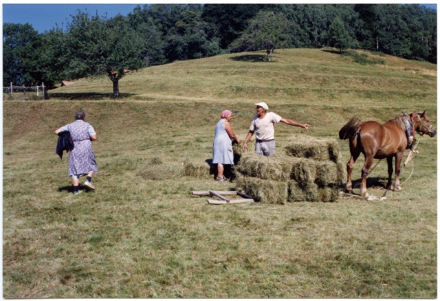 Trasporto di fieno sulla slitta ai Monti di Condra